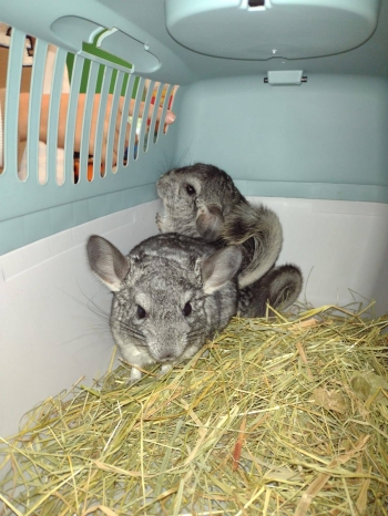 560947366_1286388589952748_4276710652634058635_n